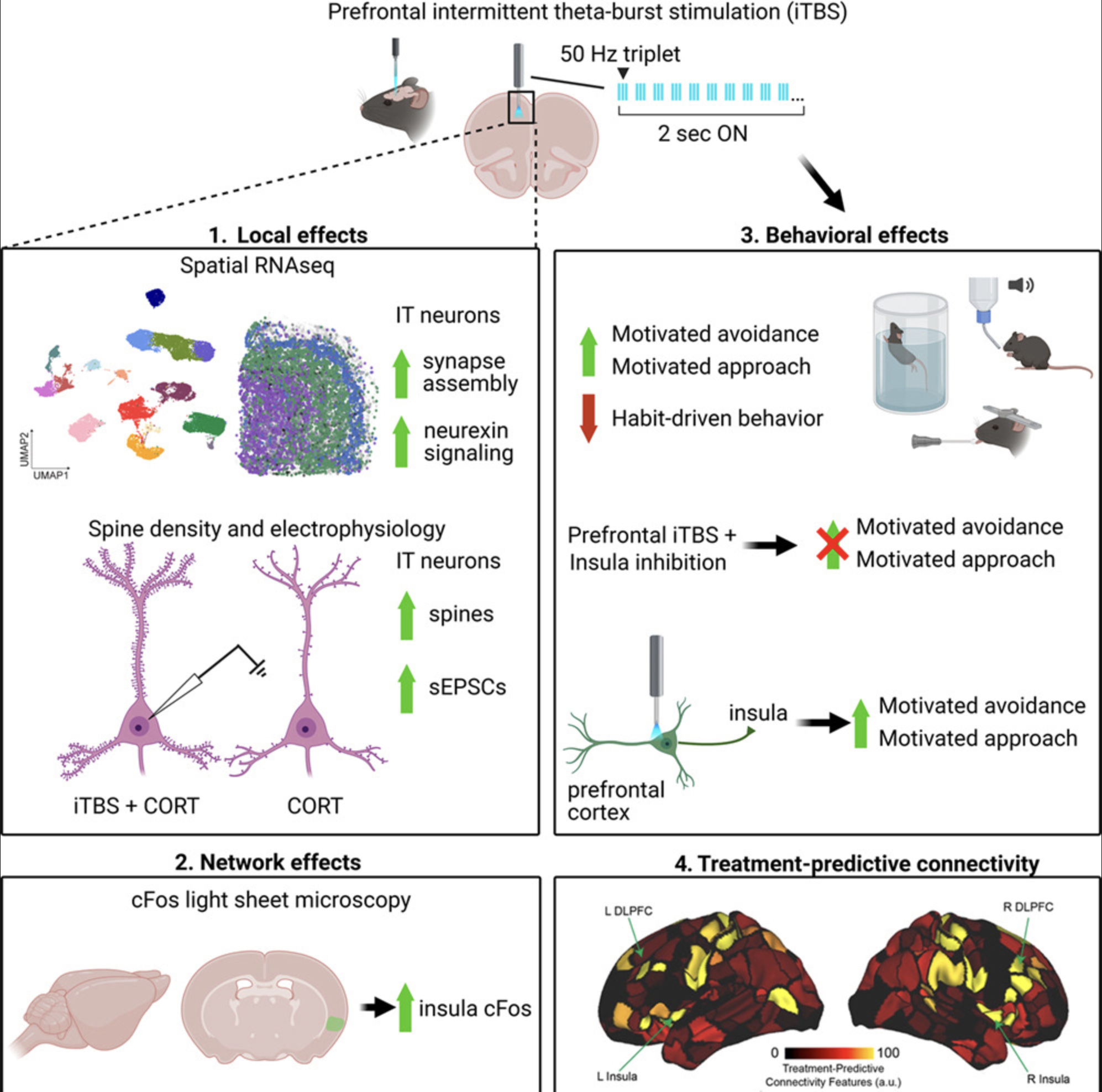 Fronto-insular circuit mechanisms of accelerated intermittent theta burst stimulation