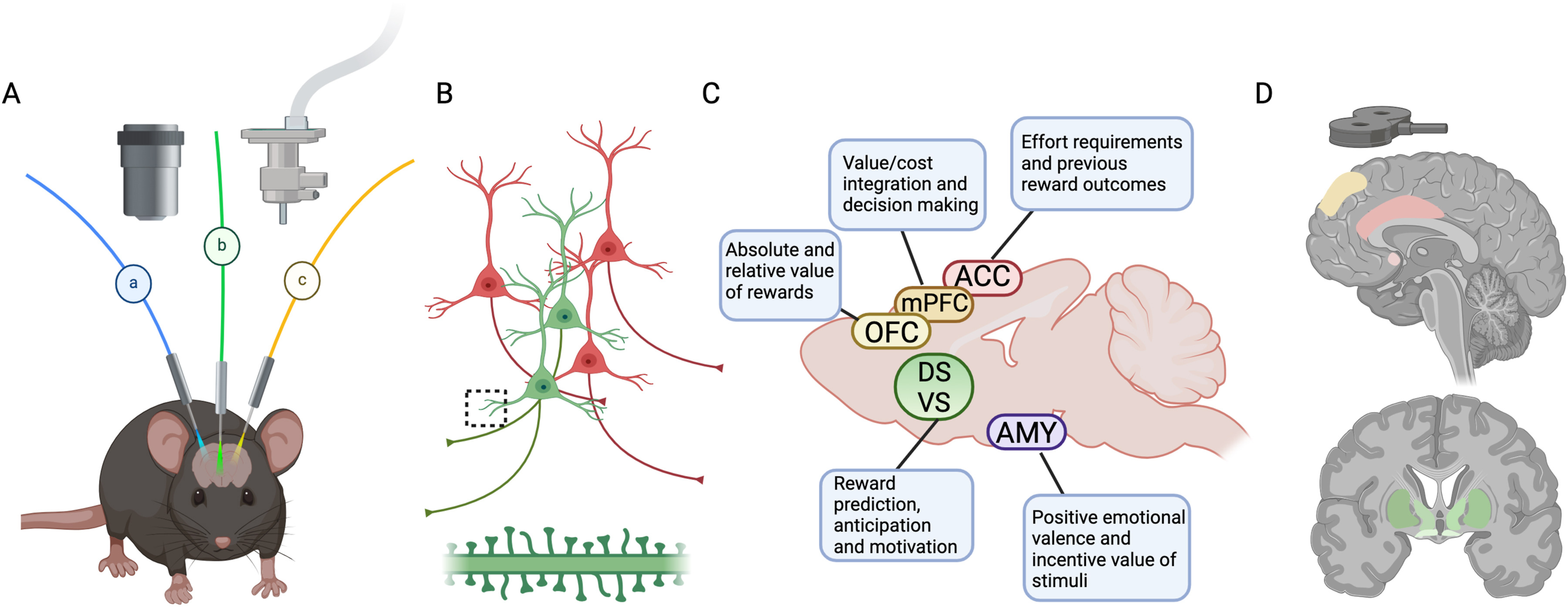 Illuminating the impact of stress: In vivo approaches to track stress-related neural adaptations