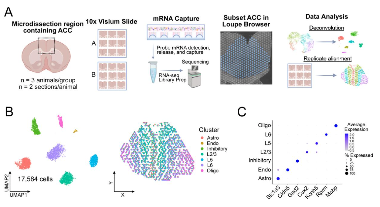 Stress-induced motivational impairment is marked by diminished frontocortical cellular communication and neuropeptide signaling