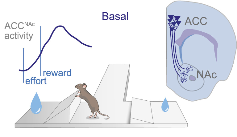 A stress-sensitive frontostriatal circuit supporting effortful reward-seeking behavior