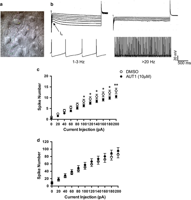 Antimanic Efficacy of a Novel Kv3 Potassium Channel Modulator