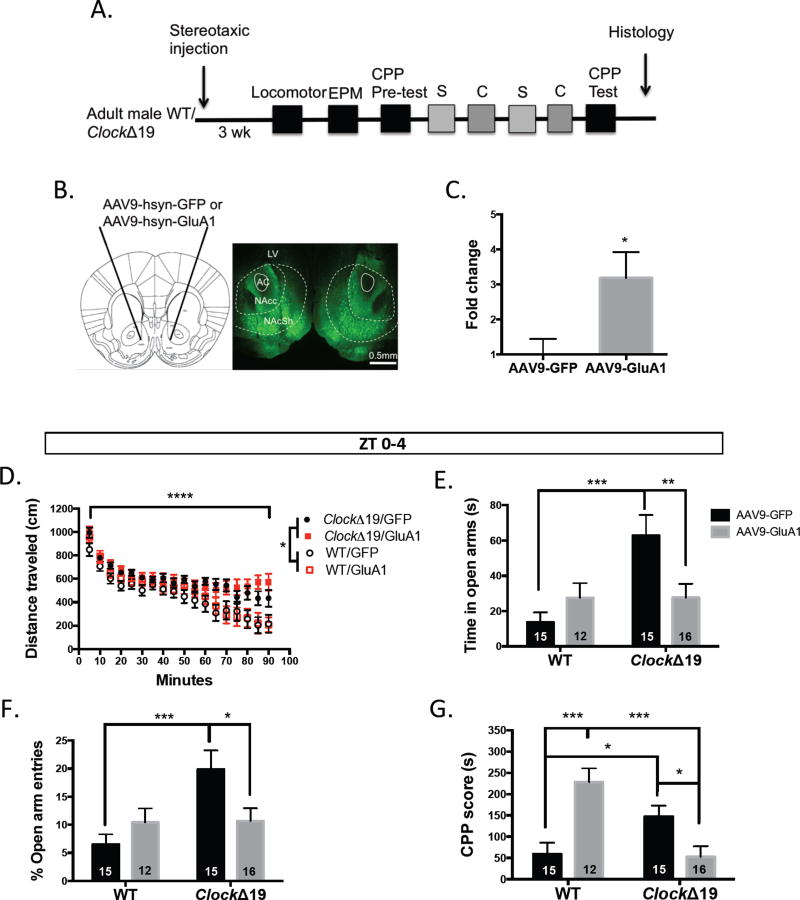 Altered GluA1 (Gria1) Function and Accumbal Synaptic Plasticity in the ClockΔ19 Model of Bipolar Mania