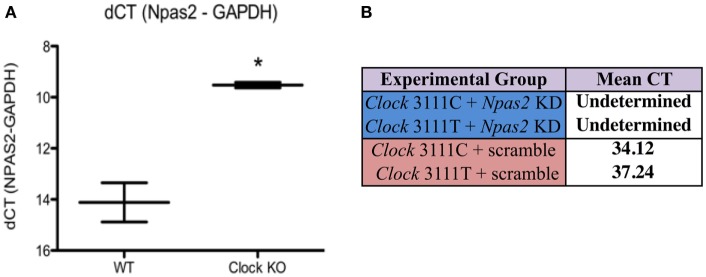 Functional Implications of the CLOCK 3111T/C Single-Nucleotide Polymorphism