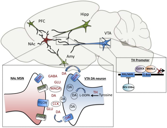 Circadian Mechanisms Underlying Reward-Related Neurophysiology and Synaptic Plasticity