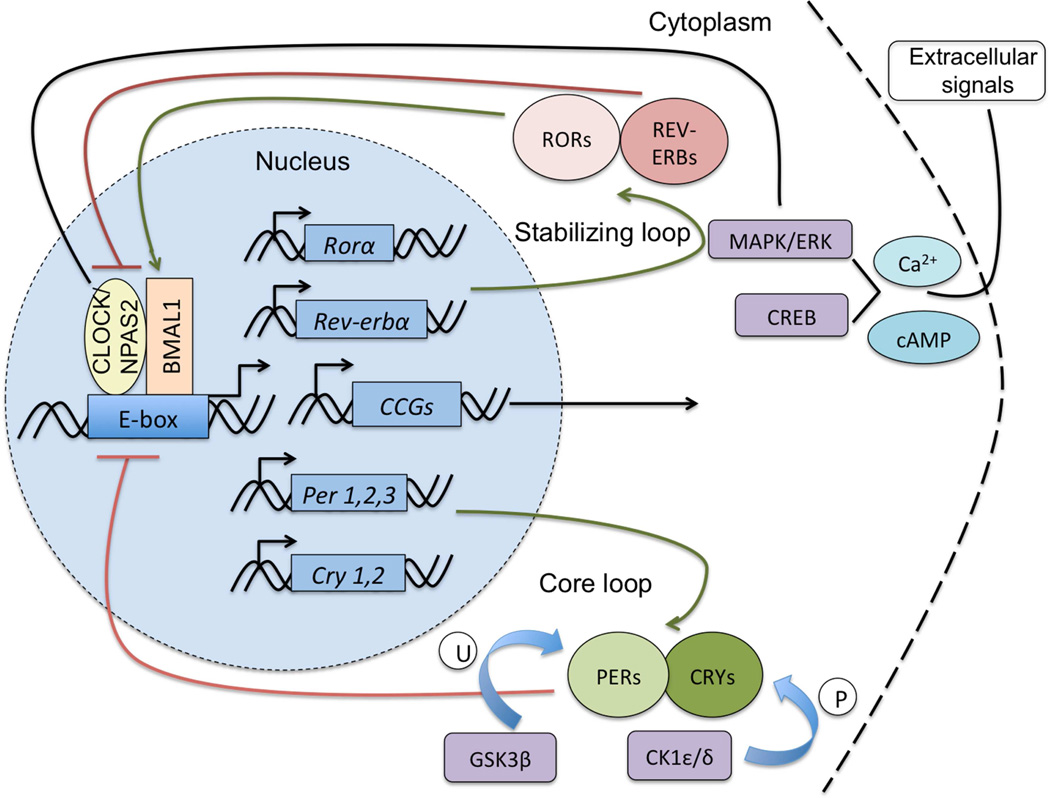 Circadian clock genes: Effects on dopamine, reward and addiction