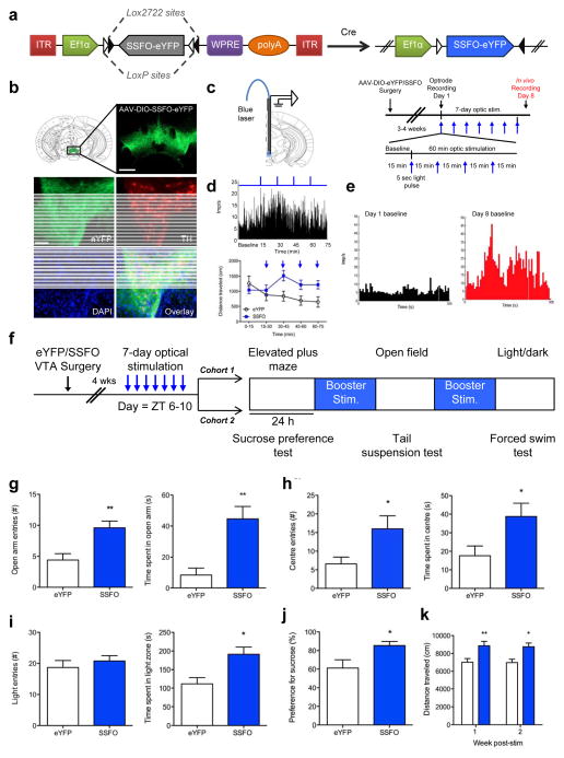 Daytime spikes in dopaminergic activity drive rapid mood-cycling in mice