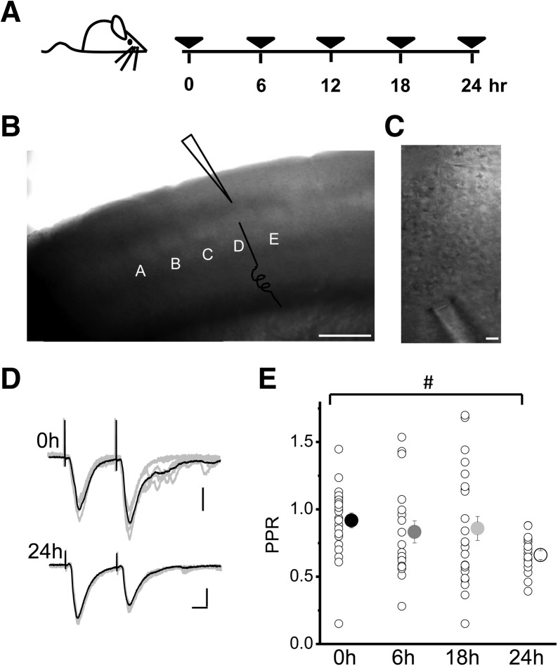 Experience-dependent regulation of presynaptic NMDARs enhances neurotransmitter release at neocortical synapses