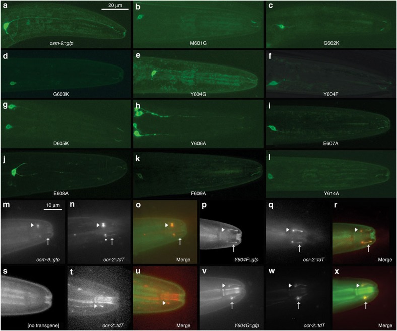 TRPV channel-mediated calcium transients in nociceptor neurons are dispensable for avoidance behaviour