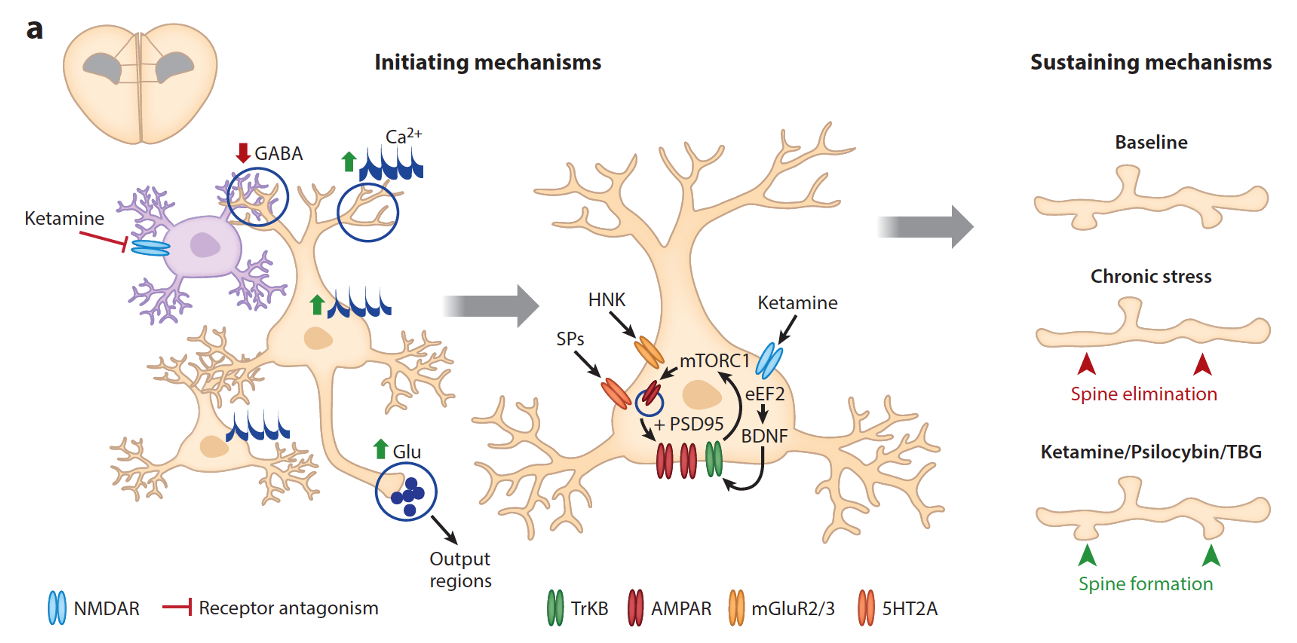 Synaptic Mechanisms Regulating Mood State Transitions in Depression