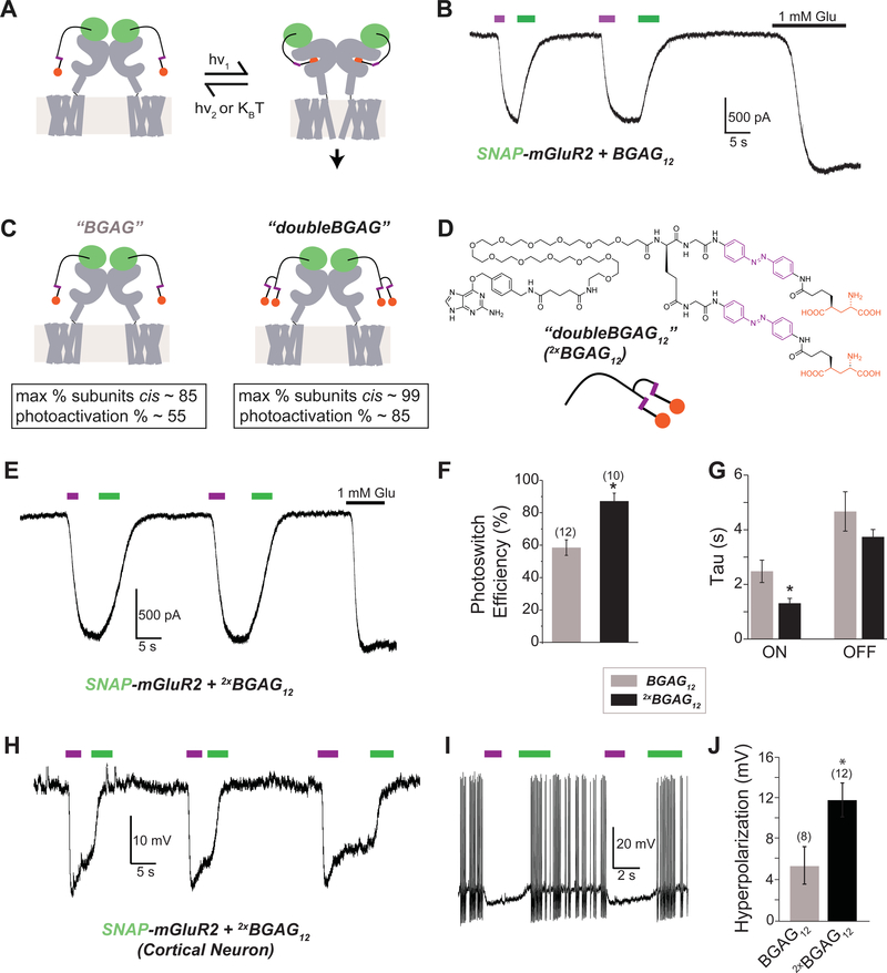 Branched Photoswitchable Tethered Ligands Enable Ultra-efficient Optical Control and Detection of G Protein-Coupled Receptors In Vivo