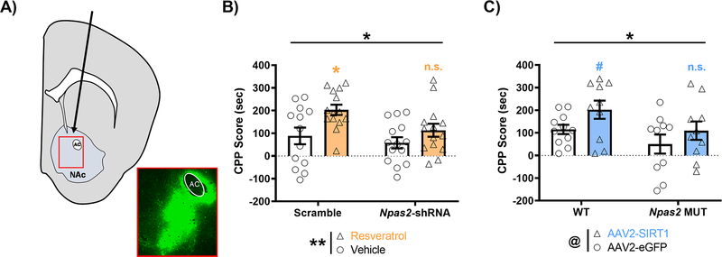 Circadian transcription factor NPAS2 and the NAD<sup>+</sup>‐dependent deacetylase SIRT1 interact in the mouse nucleus accumbens and regulate reward