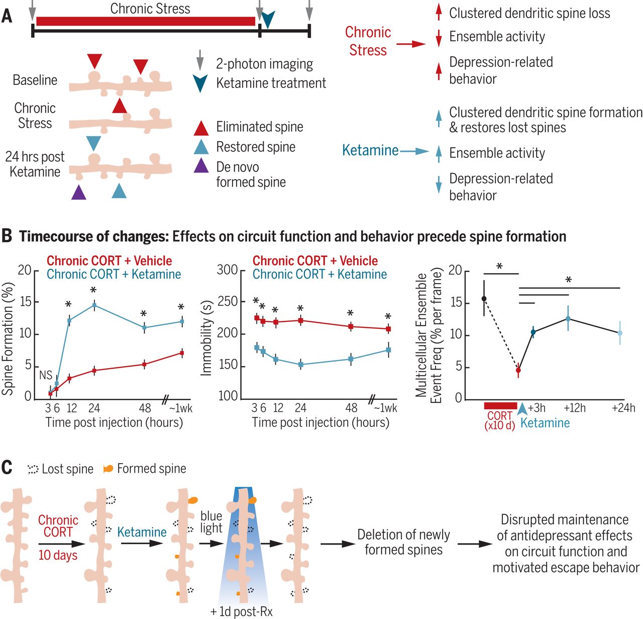 Sustained rescue of prefrontal circuit dysfunction by antidepressant-induced spine formation