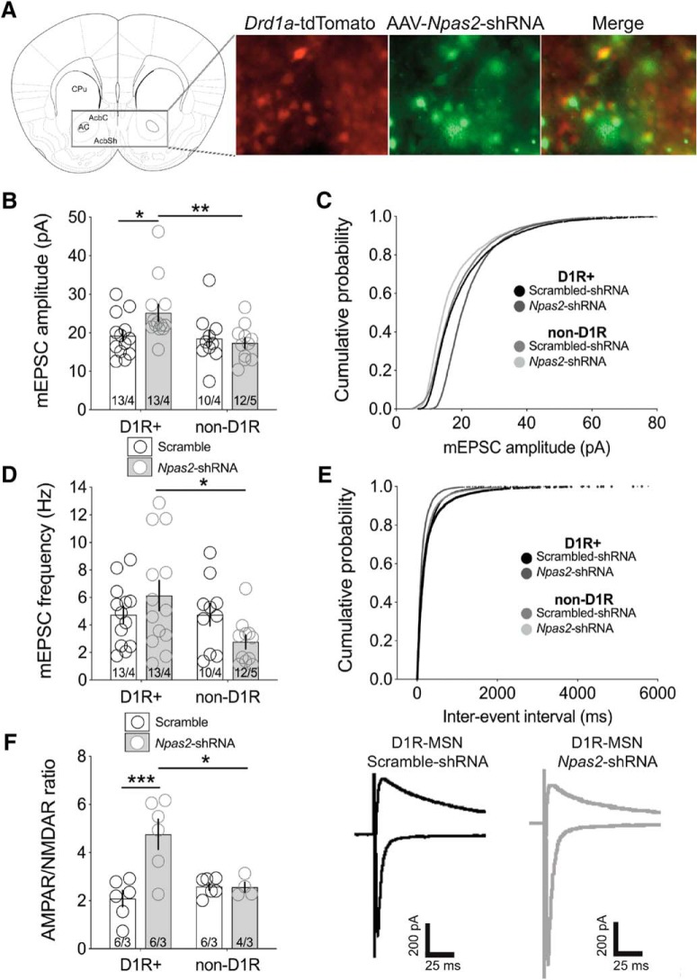 Cell-Type-Specific Regulation of Nucleus Accumbens Synaptic Plasticity and Cocaine Reward Sensitivity by the Circadian Protein, NPAS2